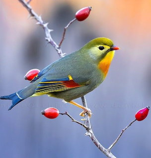 Green and yellow red-billed leiothrix bird perched on a thorny branch with red beries