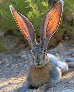 Jackrabbit with Large Ears