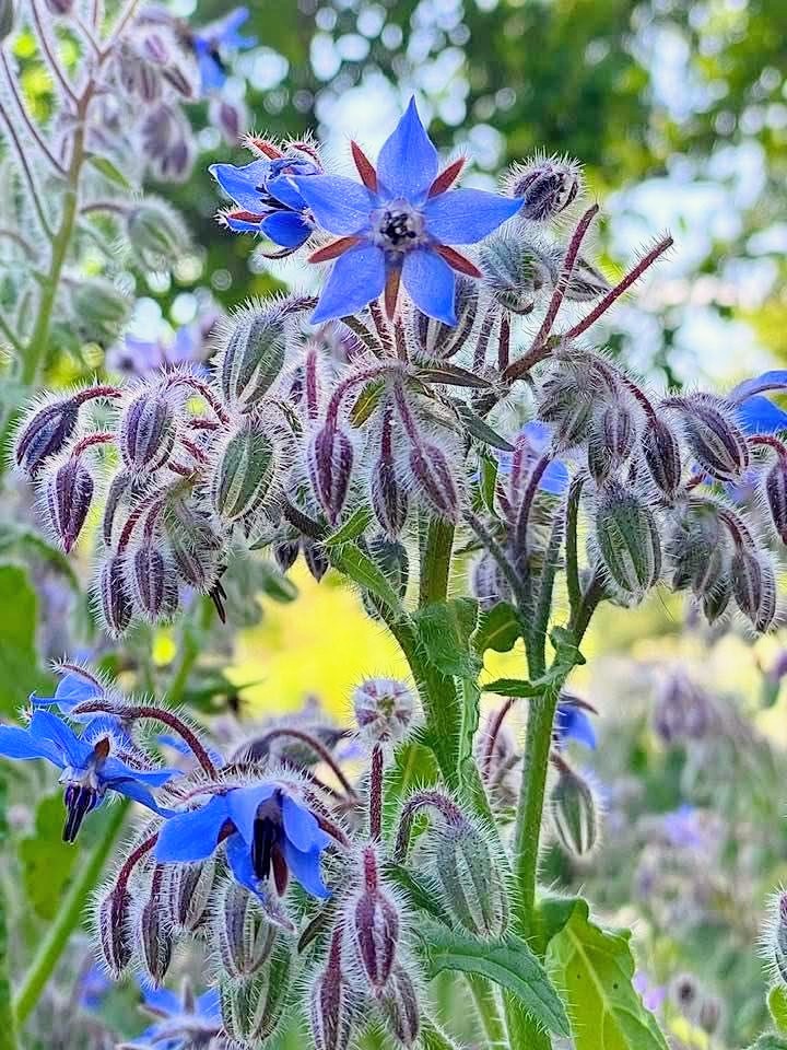 Close-up of blue borage flowers with fuzzy striped buds in a garden