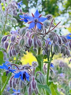 Blue Borage Flowers