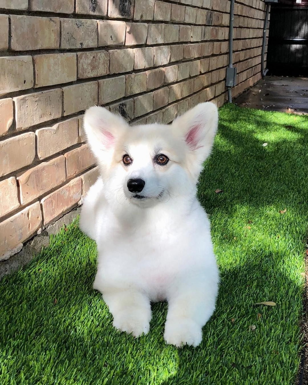 White corgi puppy sitting on green artificial grass in front of a brick wall