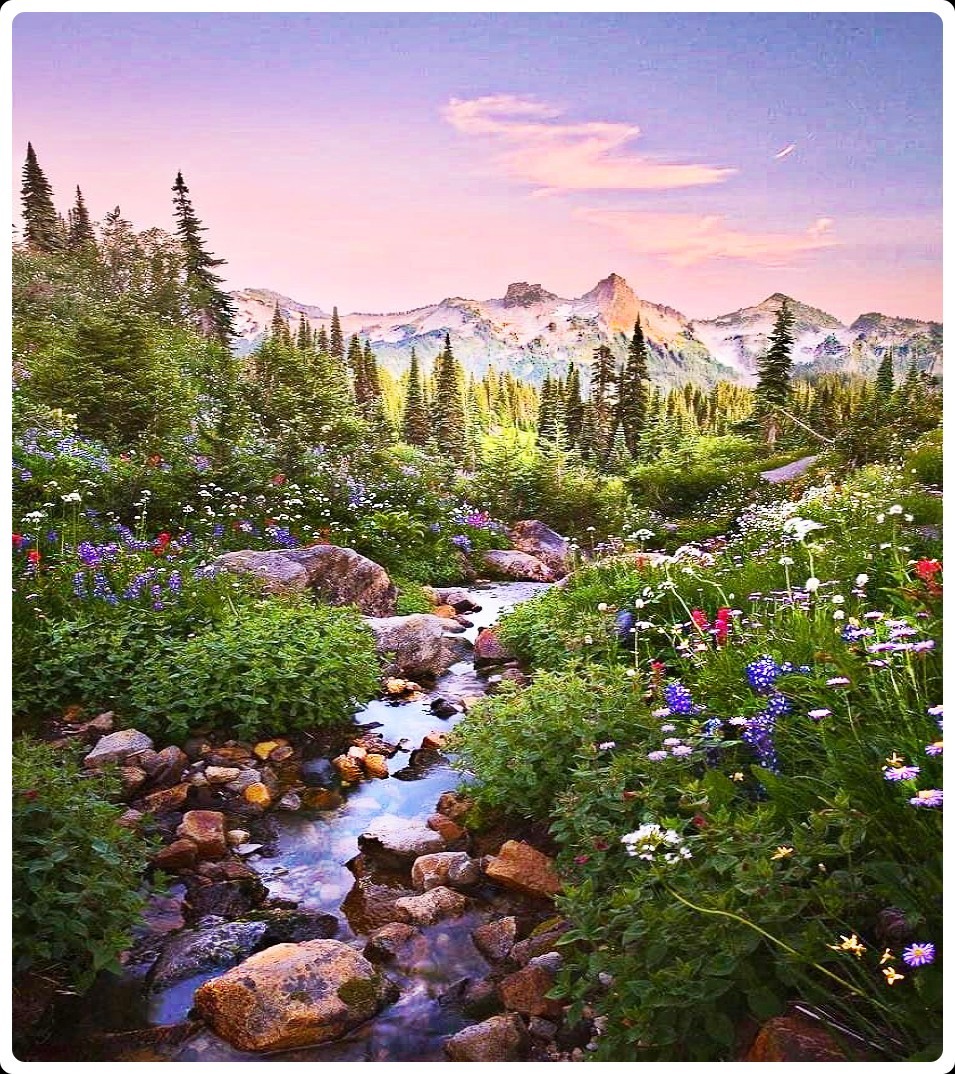 Mountain stream flowing through wildflower meadow with forests and peaks at sunset