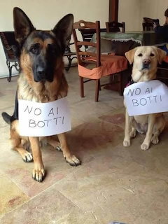 German Shepherd and yellow Labrador sitting with paper signs saying No ai botti around their necks