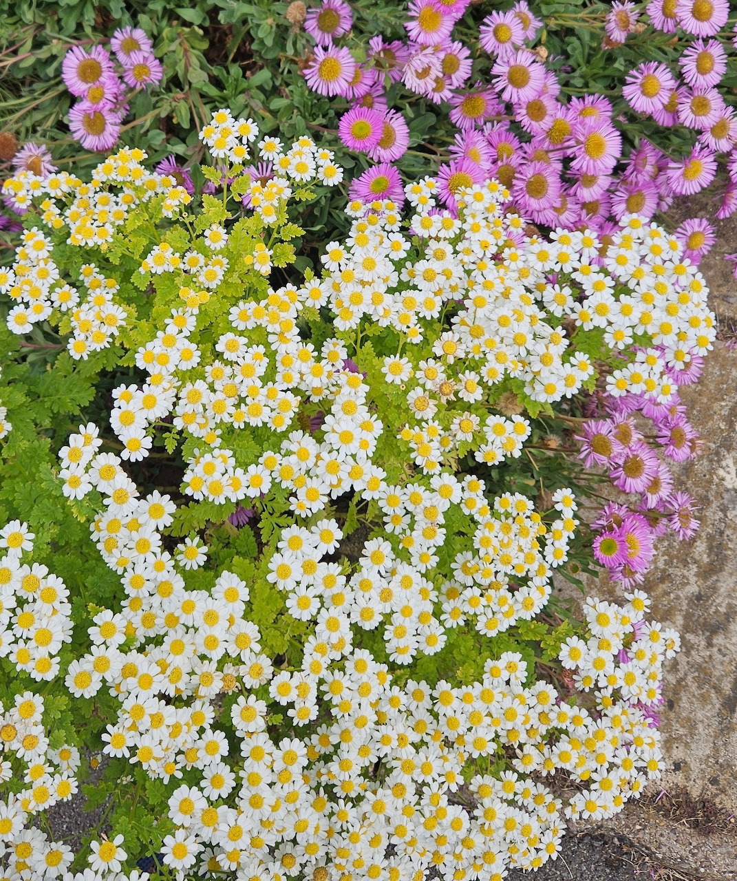 White feverfew and purple daisy flowers blooming together in garden