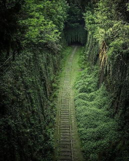 Abandoned railway track overgrown with green vegetation between moss-covered walls leading into a tree tunnel