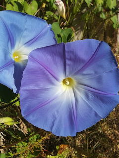Blue Morning Glories