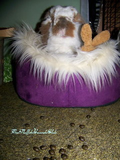 Guinea Pig in Purple Bed