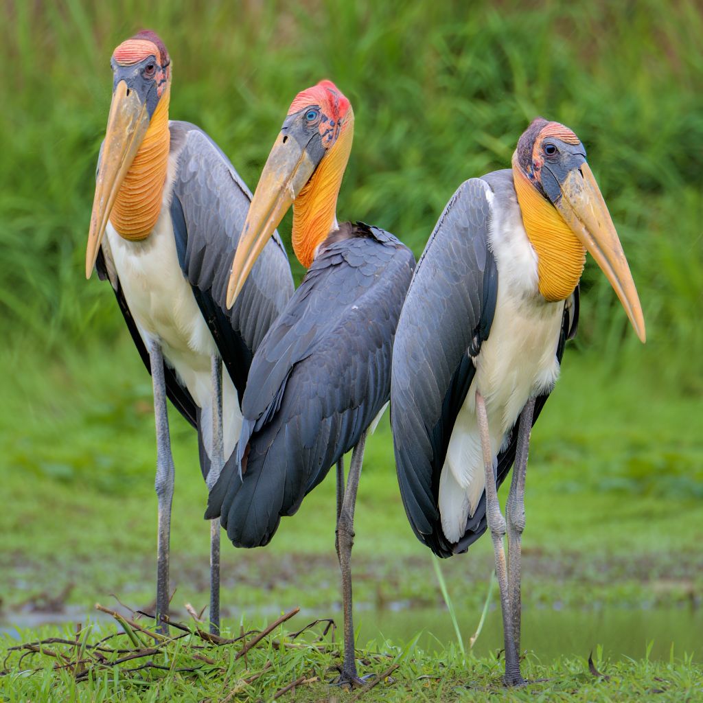 Three Greater Adjutant storks with gray and white plumage and bright orange neck pouches standing in a wetland