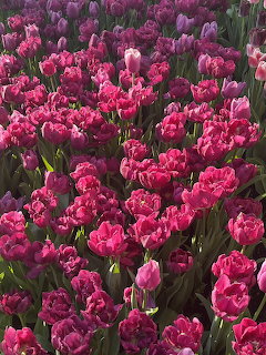 Dense field of bright pink and magenta tulips in full bloom with green stems