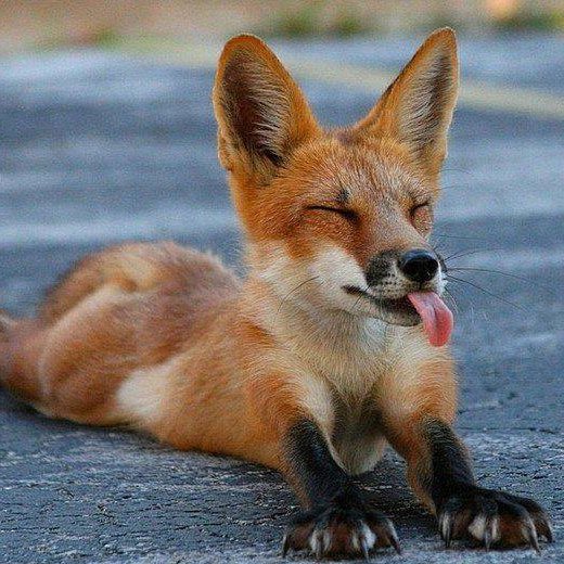 Red fox resting on pavement with eyes closed and tongue out