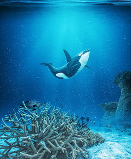 Orca Underwater