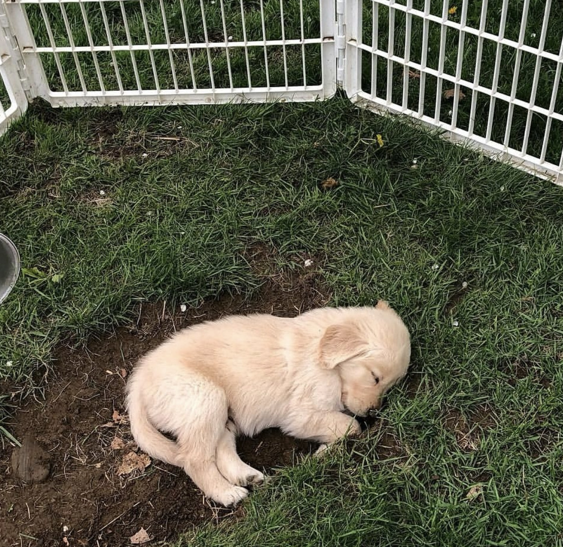 Golden Retriever Puppy
