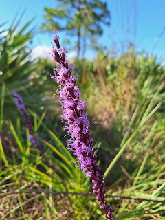 Purple Chapman's Blazing Star flower spike with small clustered blooms in natural outdoor setting