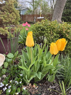 Yellow tulips bloming in a garden with green shrubs and pink tulips in the background