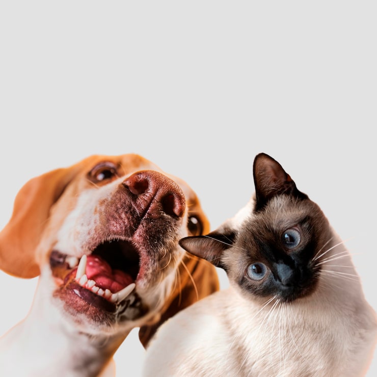 Beagle dog with open mouth next to Siamese cat looking at camera on white background