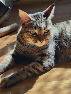 Tabby cat with green eyes lying on sunlit wooden floor