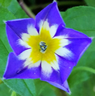 Close-up of a blue-purple star-shaped flower with a white and yellow center