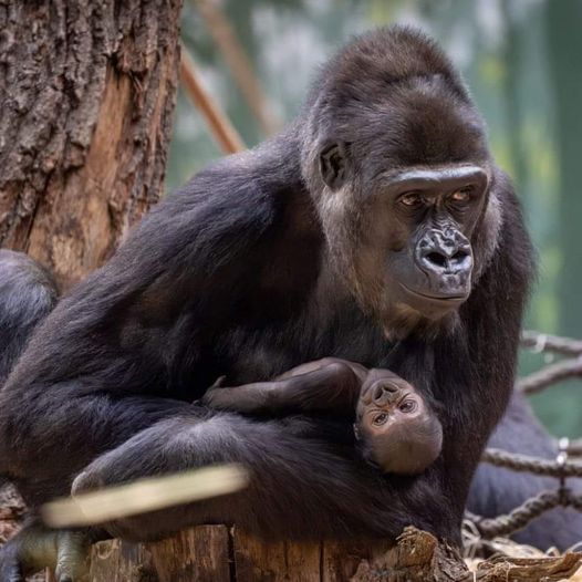 Mother gorilla holding baby gorilla on wooden stump in forest