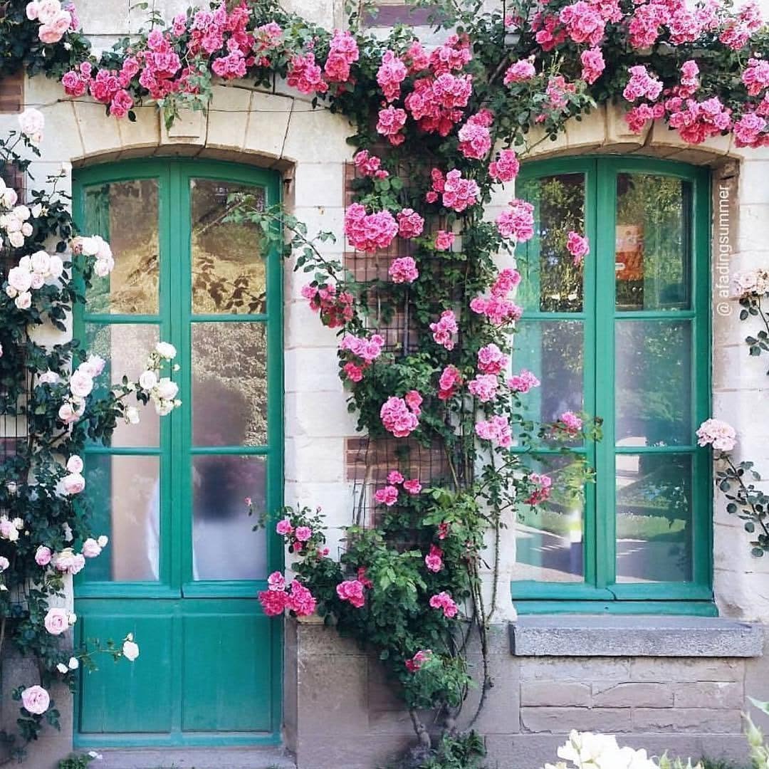 Stone cottage wall with teal French doors and windows covered in climbing pink roses