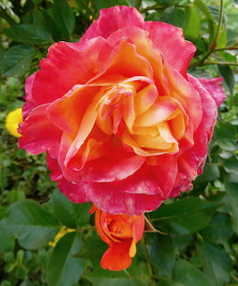 Close-up of a large pink and orange rose flower bloming among green leaves