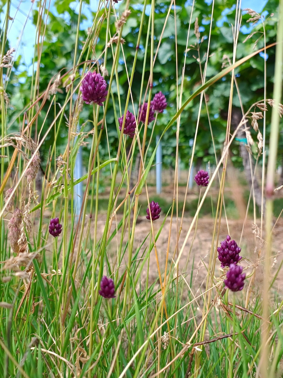 Purple wildflowers on long stems among green and dried grasses in a sunny meadow