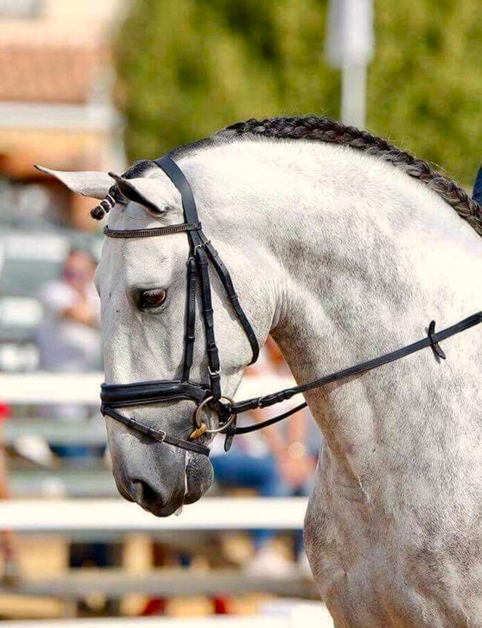Gray horse head with black bridle and braided mane in profile at equestrian show