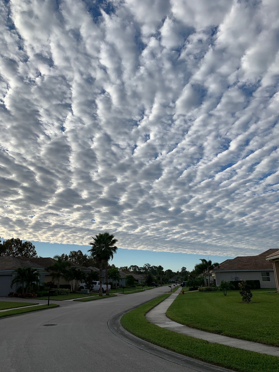 Dramatic rippled altocumulus clouds over suburban street with palm trees and houses