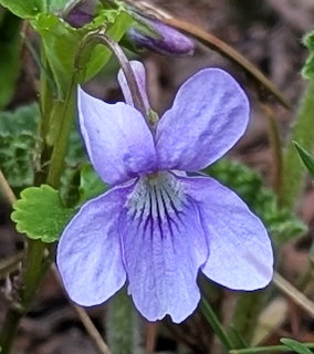 Close-up of a purple violet flower with delicate petals and green leaves in a garden setting