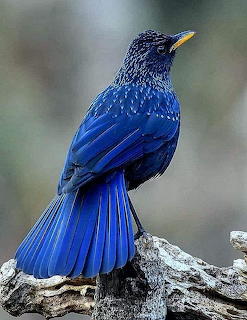 Blue whistling thrush bird perched on driftwood with vivid blue feathers and spotted wings
