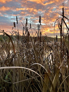 Cattails silhouetted against vibrant orange and turquoise sunset sky over water