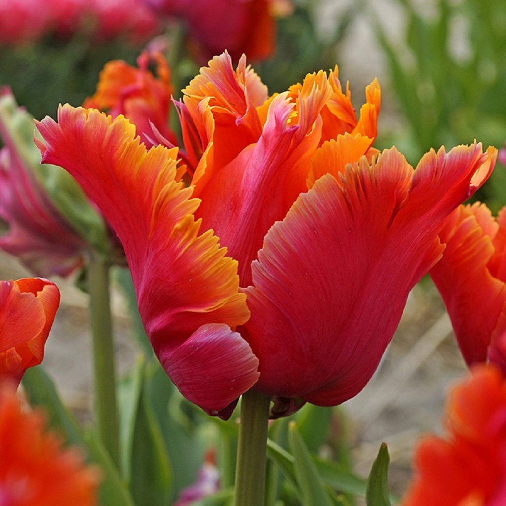 Close-up of a ruffled red and orange parrot tulip with fringed petals in a spring garden
