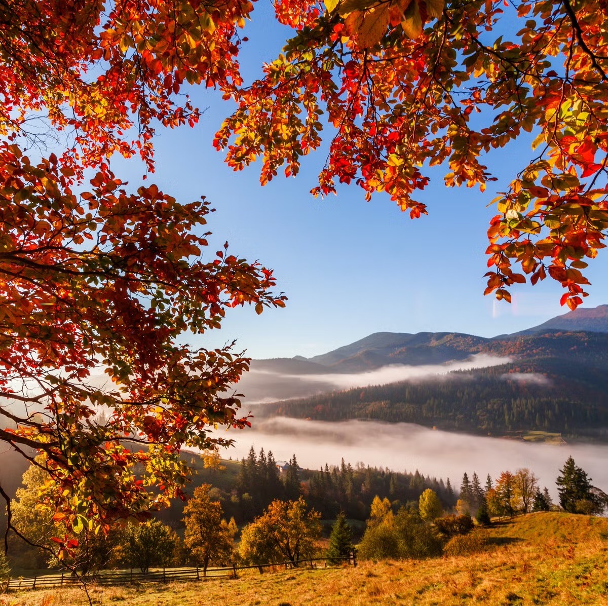 Autumn mountain valley with colorful fall foliage, fog layer over forest, and mountain peaks under clear blue sky