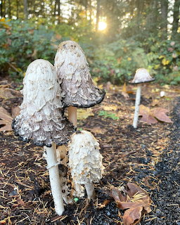 Shaggy ink cap mushrooms with scaly white caps on a forest floor at sunset