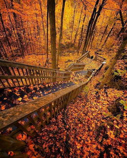 Wooden staircase winding through an autumn forest with orange and golden fallen leaves covering the ground
