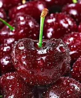 Close-up of dark red cherries with water droplets and a green stem in focus