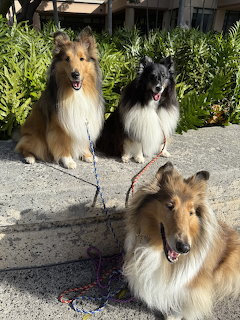 Three collie dogs on leashes resting on pavement with green bushes in background