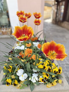 Orange Red Flowers