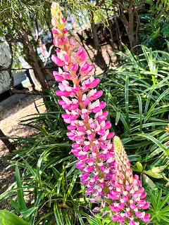 Tall pink and white lupine flower spike growing in a garden with green leaves