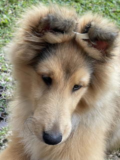 Young rough collie puppy lying on grass with paws up, looking at the camera