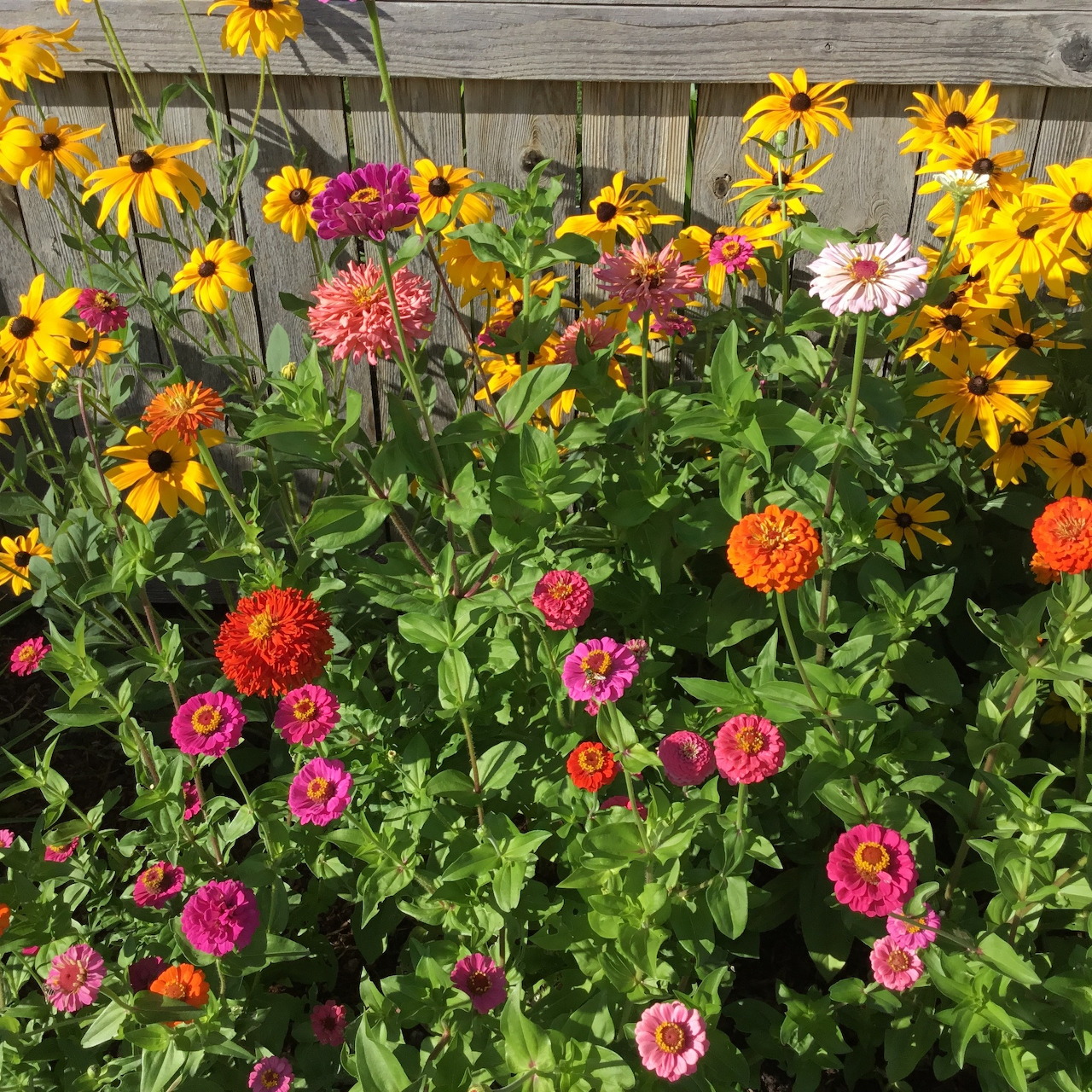 Colorful zinnias and yellow daisies blooming in a sunny garden bed by a wooden fence
