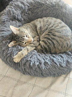 Tabby cat sleeping curled up in a fluffy round gray cat bed