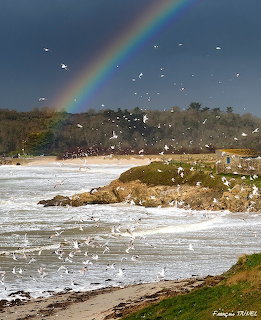 Rainbow over a rocky coast with foamy water and a flock of white birds under a dark sky