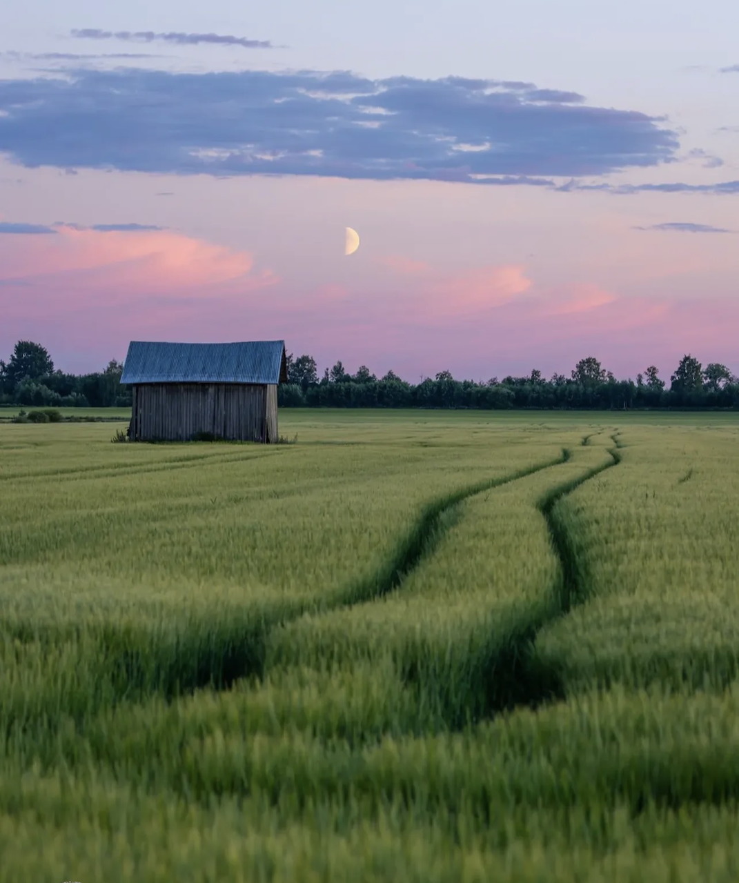 Rustic barn next to a green wheat field with winding tracks under a pink twilight sky and crescent moon