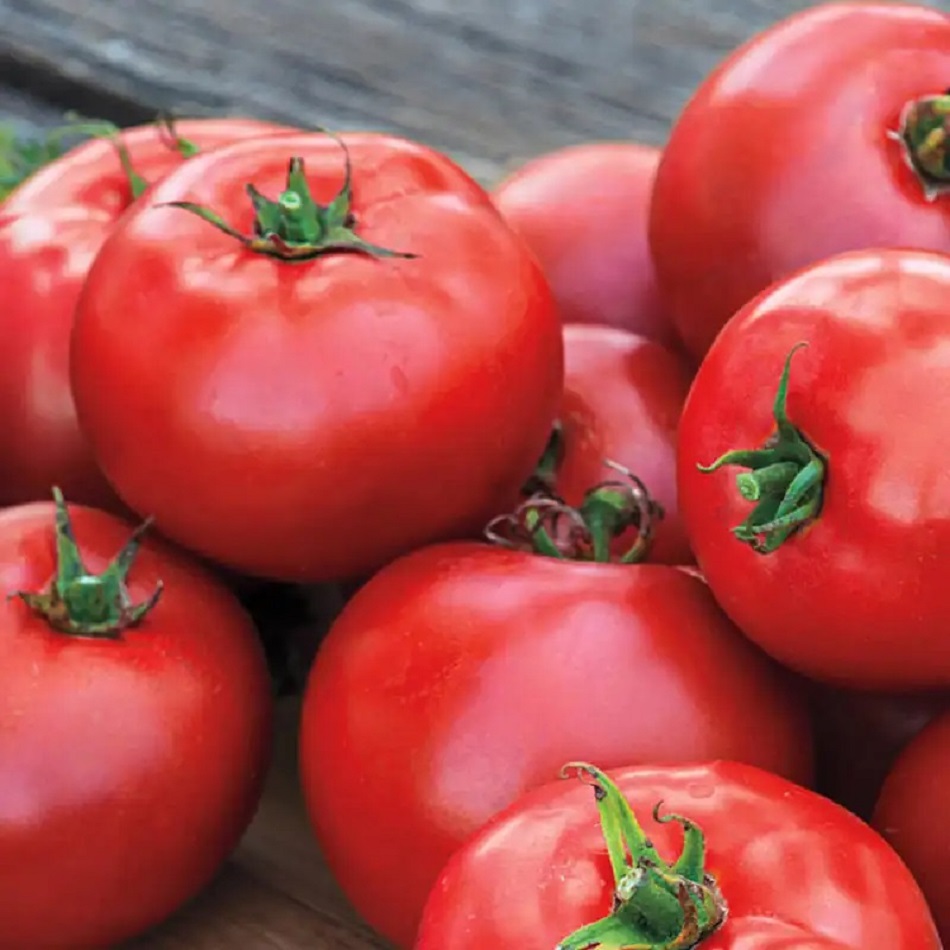 Close-up of fresh ripe red tomatoes with green stems