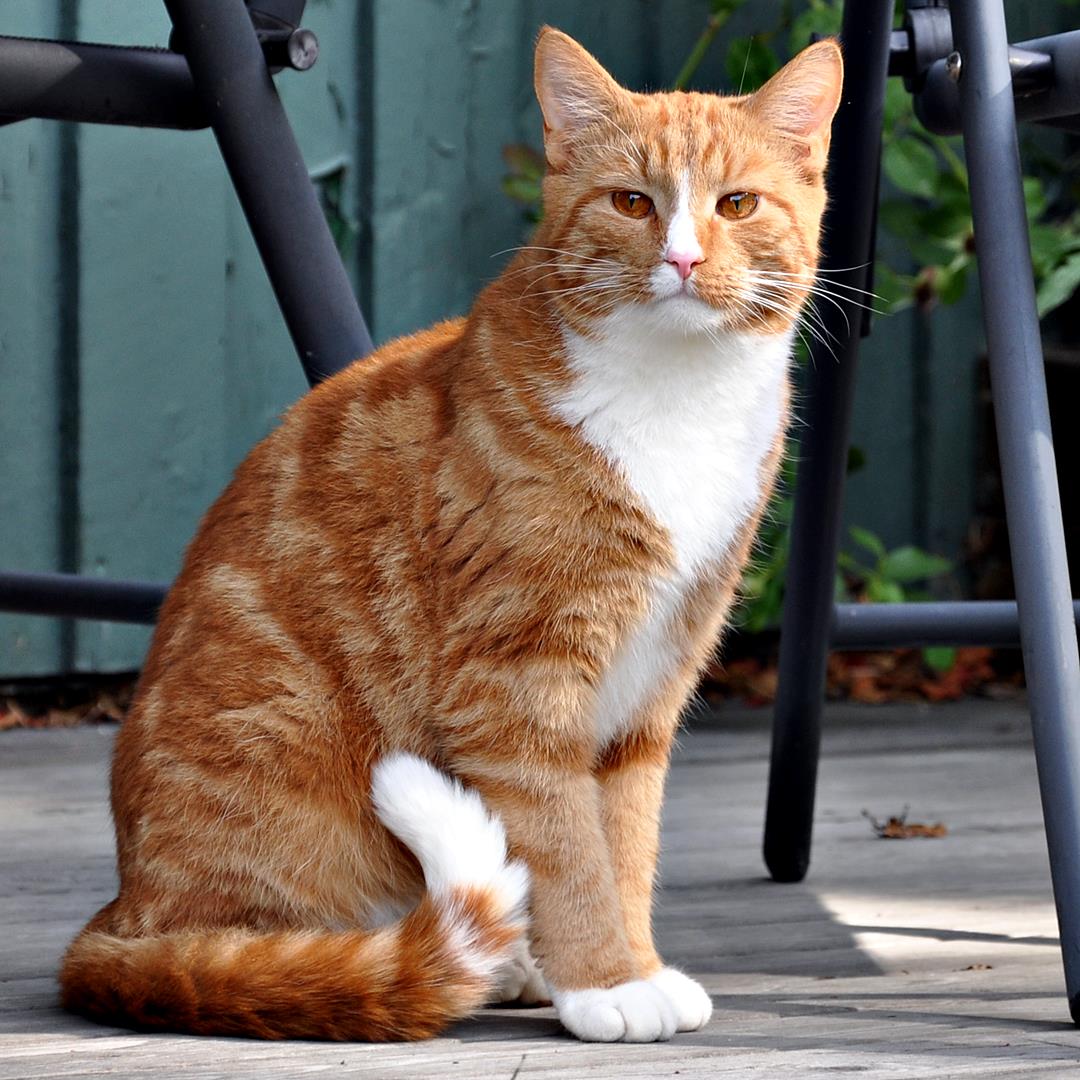 Orange tabby cat with white chest sitting on wooden deck