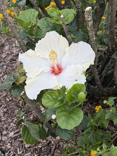 White hibiscus flower with red center bloming on a bush surrounded by green foliage