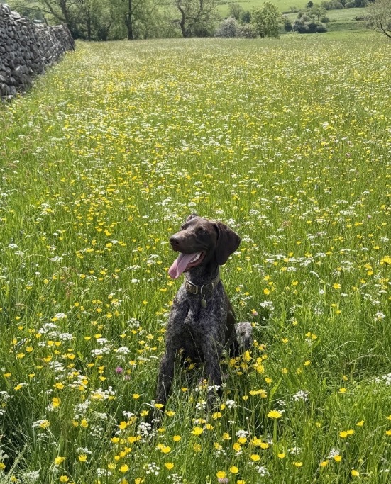 Brown dog sitting in a green meadow full of yellow and white wildflowers