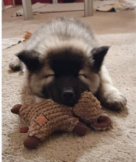 Sleeping Pupy With Toy