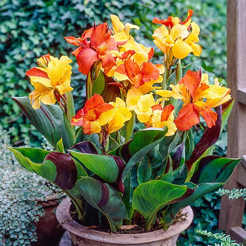 Potted dwarf canna plant with orange and yellow flowers and broad green leaves