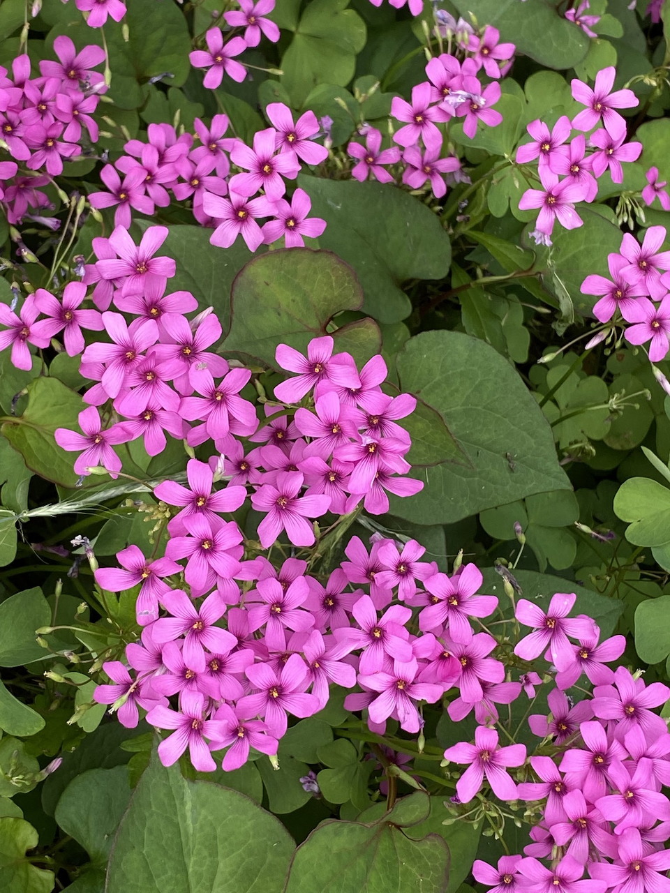 Pink flower clusters with green heart-shaped leaves in garden